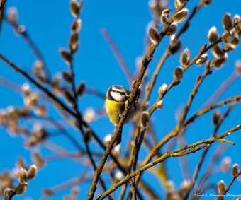  Cyanistes caeruleus Eating a fresh leave on the willowtree-