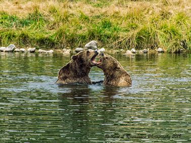 Brown bears playing in the water - Kopi