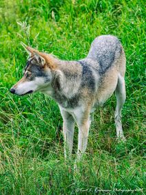 Canis Lupus- European wolf - Kopi