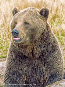 European brown bear rolling the tongue (12 of 1) - Kopi
