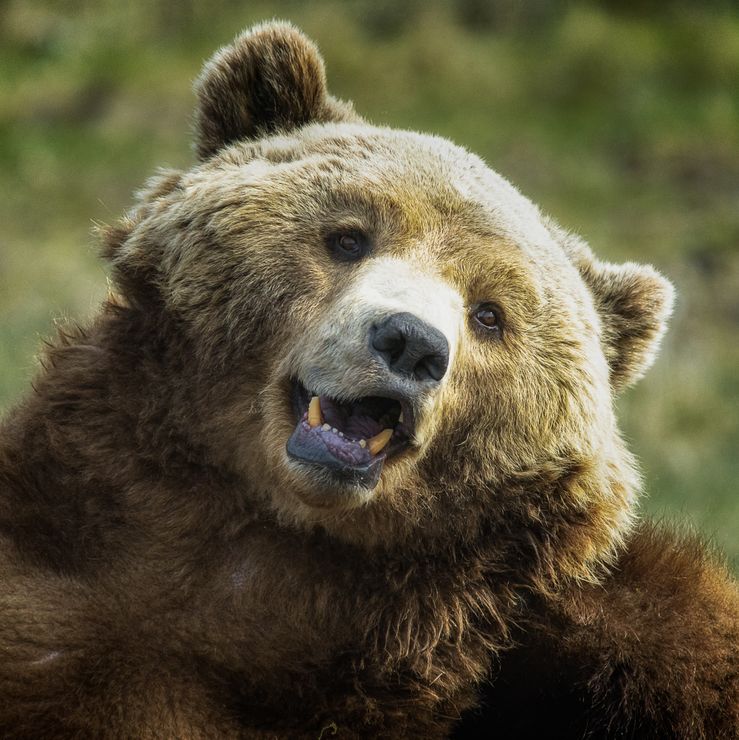A happy Brown Bear (1 of 1)