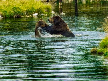 Bears wrestling in the lake - Kopi