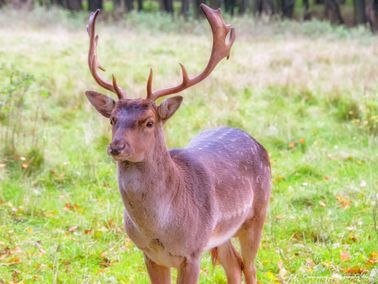 Big brown deer eyes - Kopi
