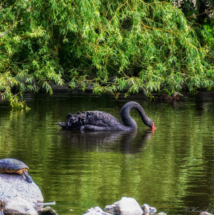 Black swan in the pond (1 of 1)