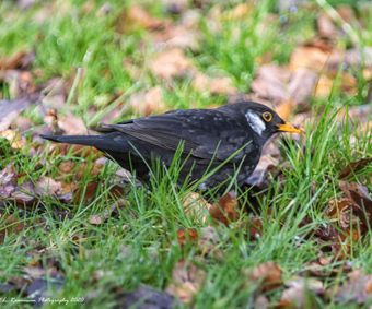 Blackbird with white feathers