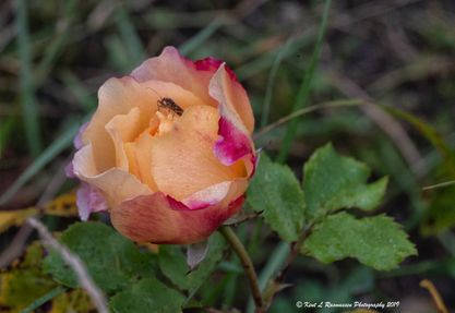 Bug in a rose_