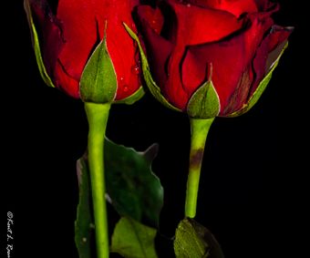Dramatic Roses-