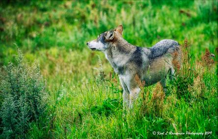 European Wolf on a summerday - Kopi