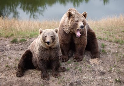 European brown bears - Kopi