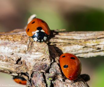 Ladybugs-