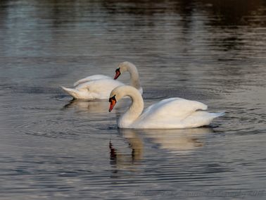 Mute swan couple in the december sun - Kopi