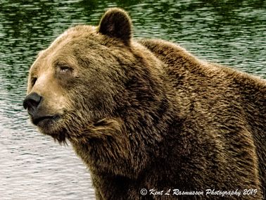 Portrait of Bamse a european brown bear - Kopi
