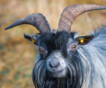 Portrait of a smiling goat