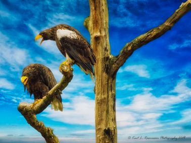 Stellar's Male eagles - Kopi