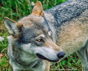Wolf Portrait - Kopi